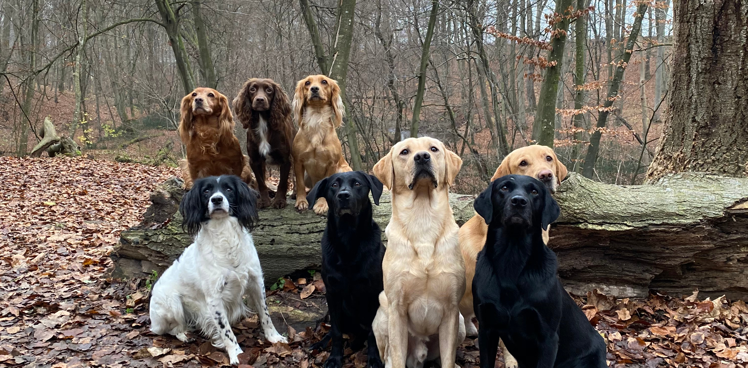 Kennel Skovmarken